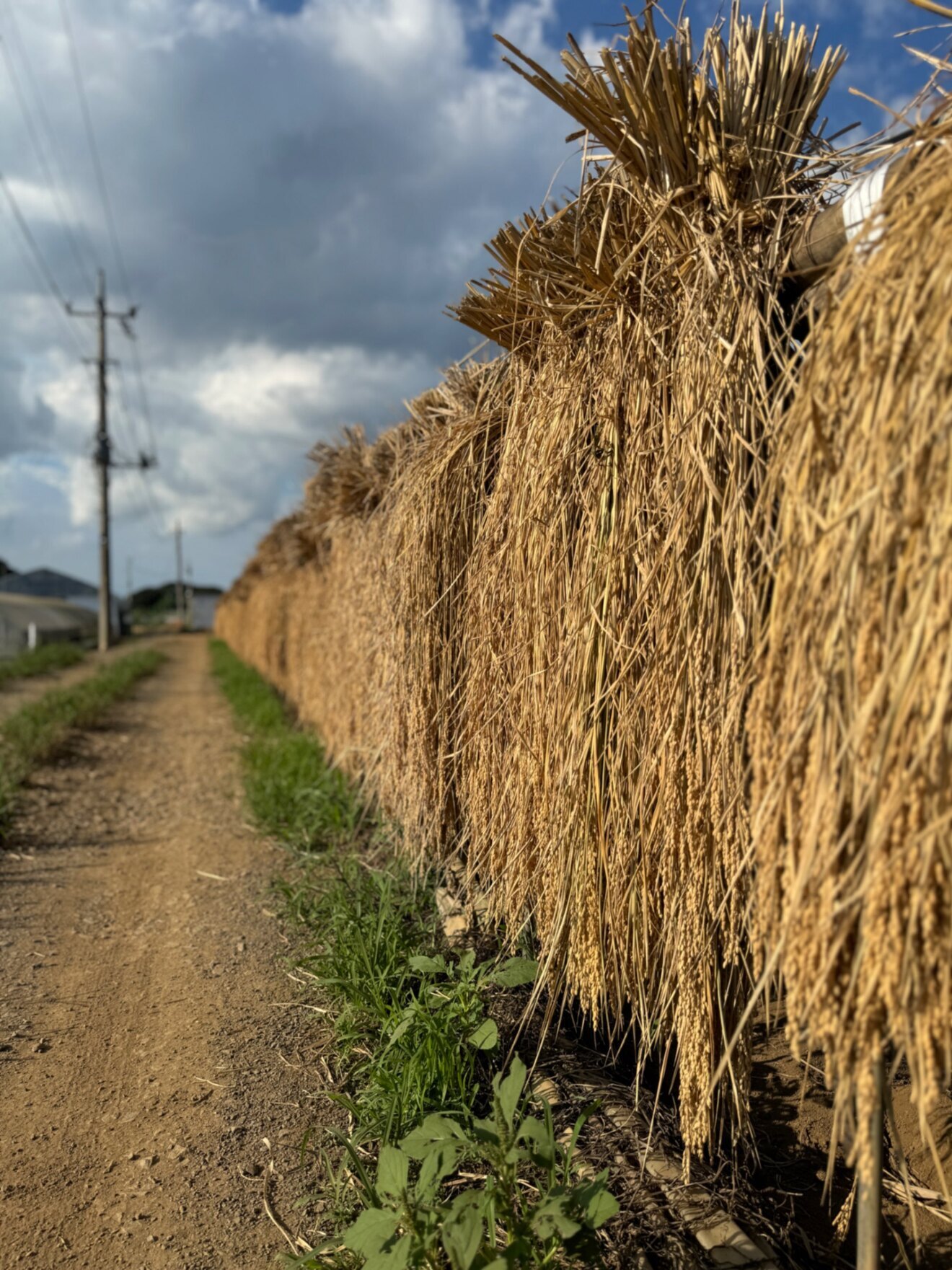 【R6年産】天日干しこしひかり