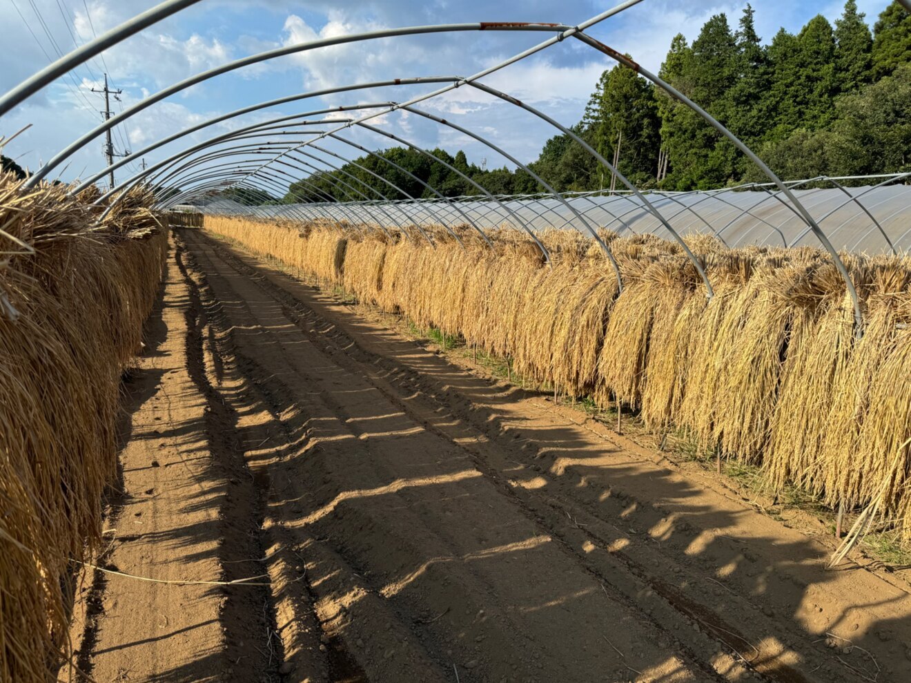 【R6年産】天日干しこしひかり