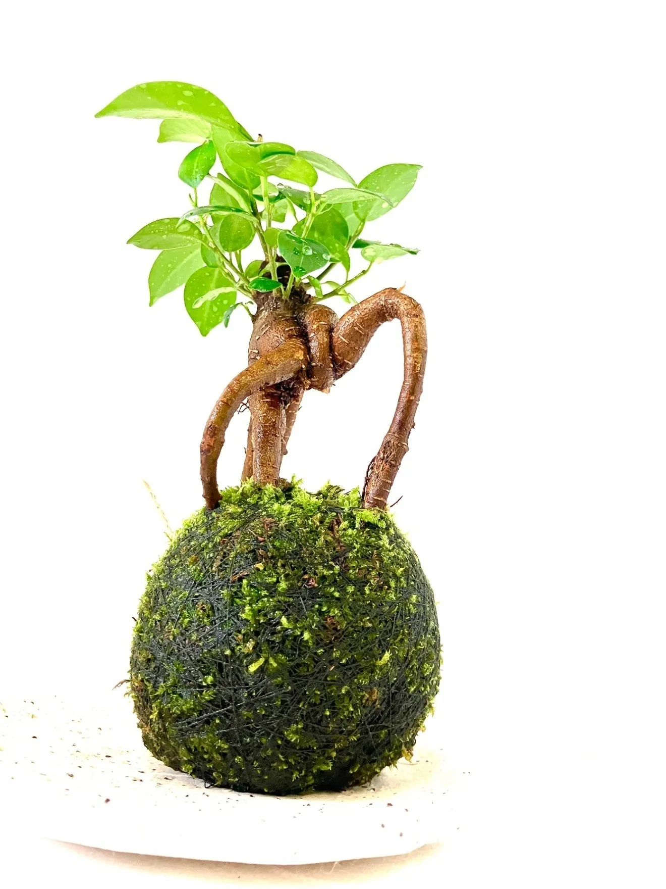 幸せを呼ぶ木】ガジュマルの苔玉｜個性的な根上がり樹形｜和モダン卓上