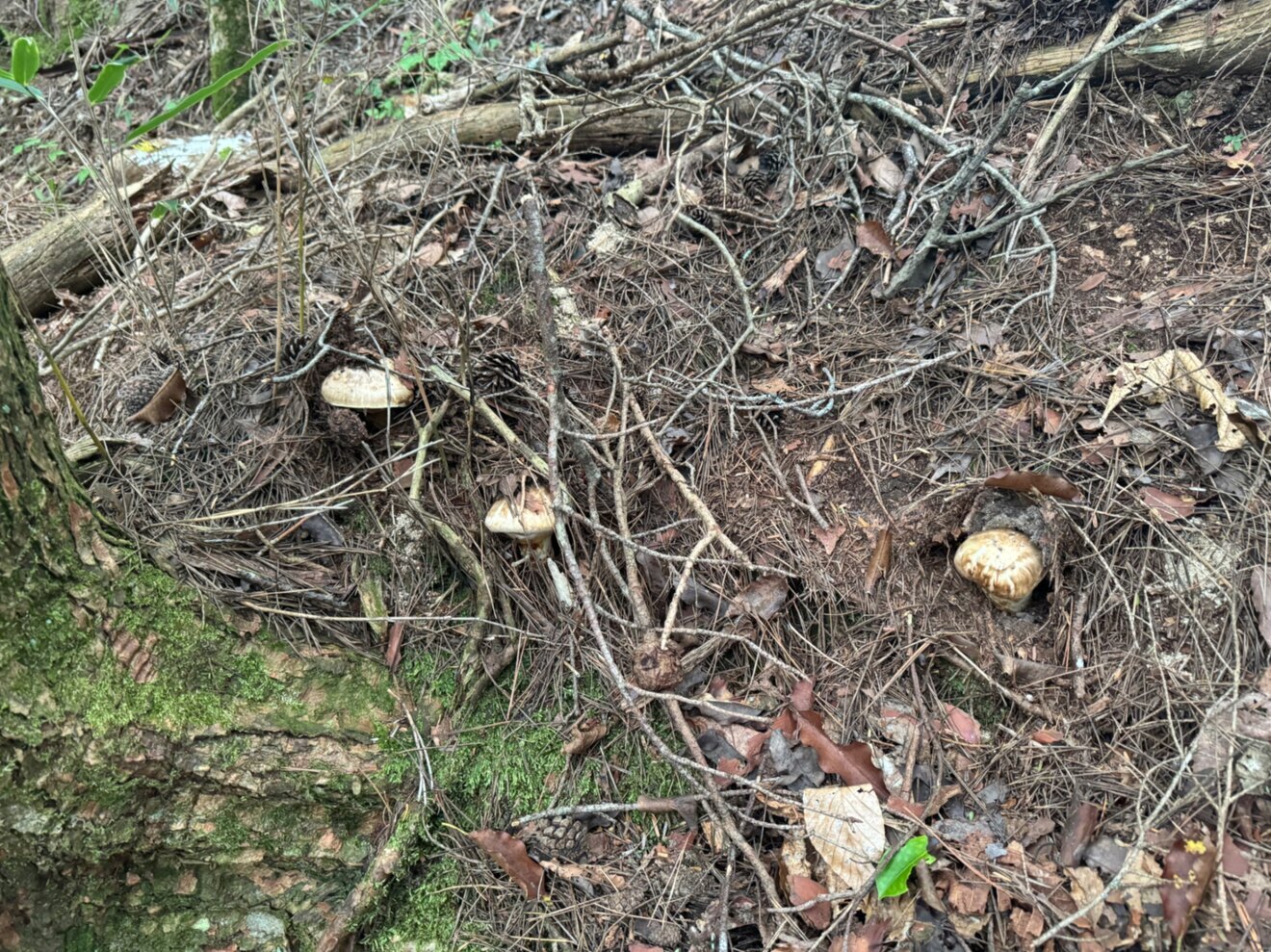 【予約販売】『採取時発送の為、日時指定不可』🍄日本一の産地　信州産まつたけ🍄約100g【秋の味覚】