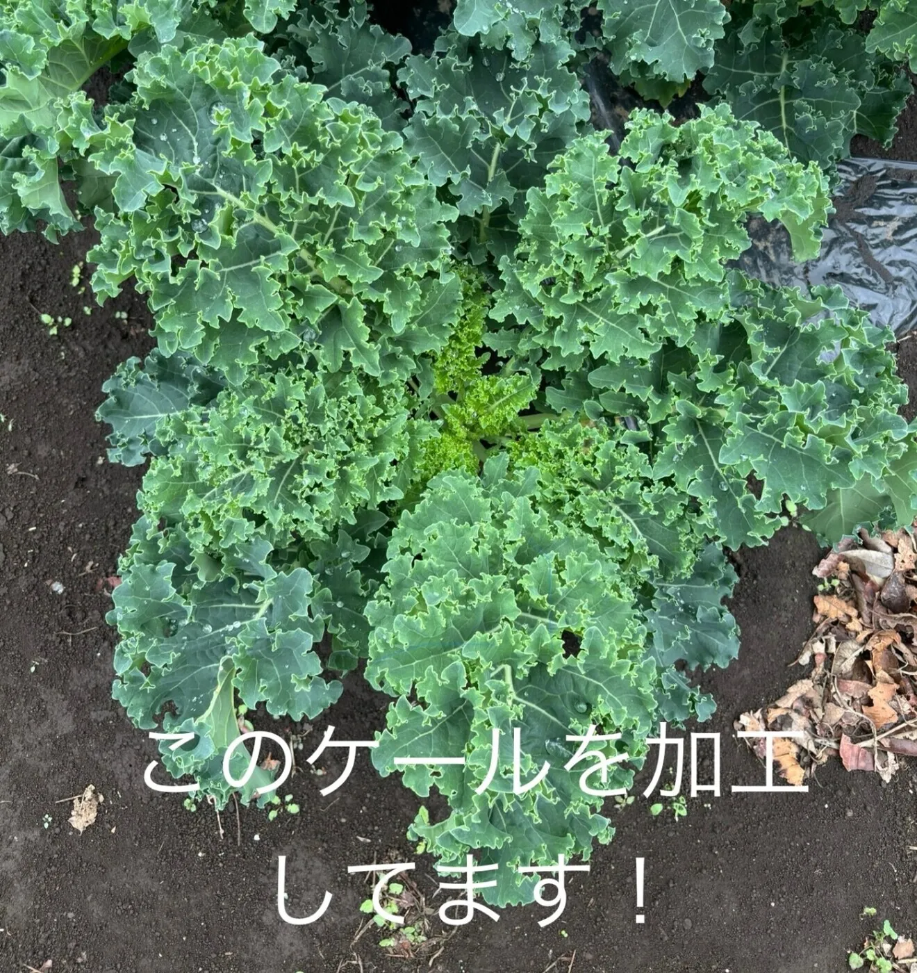 ケールチップス 〜ケールをパリパリにしました〜
6月植えのケールを使用✨️今までより軽くサクサク！