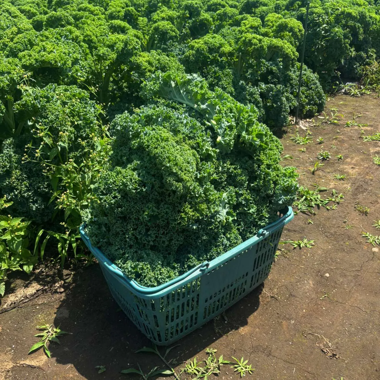 ケールチップス 〜ケールをパリパリにしました〜
6月植えのケールを使用✨️今までより軽くサクサク！