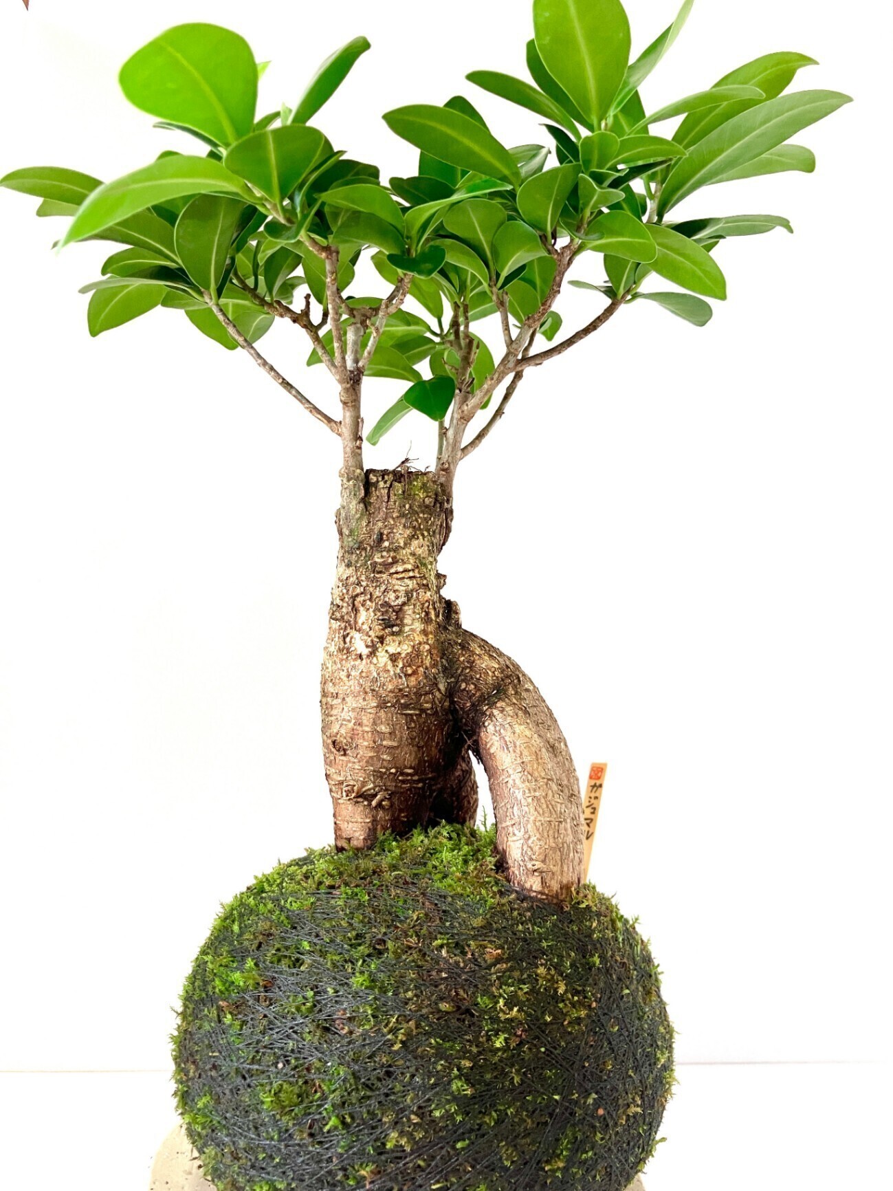 【幸せを呼ぶ木】ガジュマルの苔玉｜個性的な根上がり樹形｜和モダン卓上盆栽
