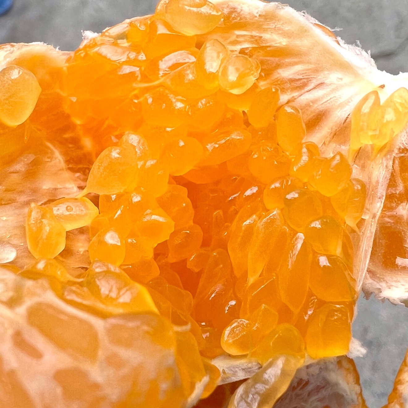 【ぷりぷり！】はるみ 5キロ