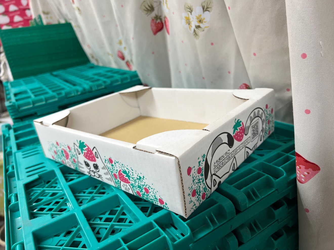 【栃木のイチゴ食べ比べセットSPホワイトエディション】お好きな品種2パックに白いちごが混ざります♪