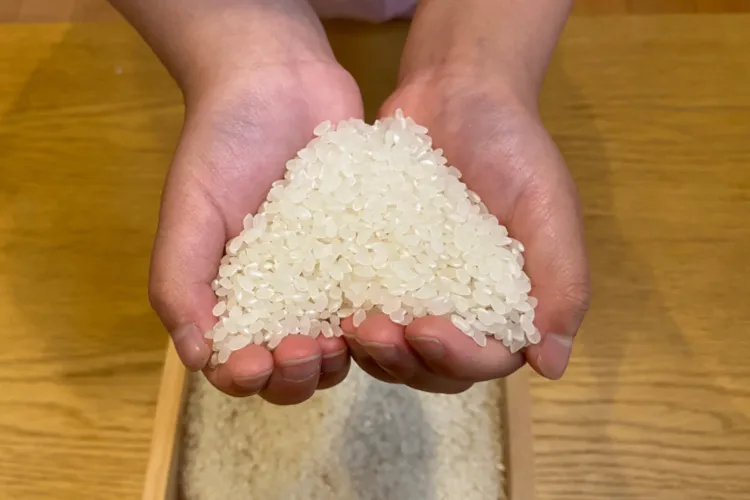 【秋の味覚】令和8年産 新米コシヒカリ 栃木県産 無洗米・白米・七分づき 5kg〜20kg 農家直送