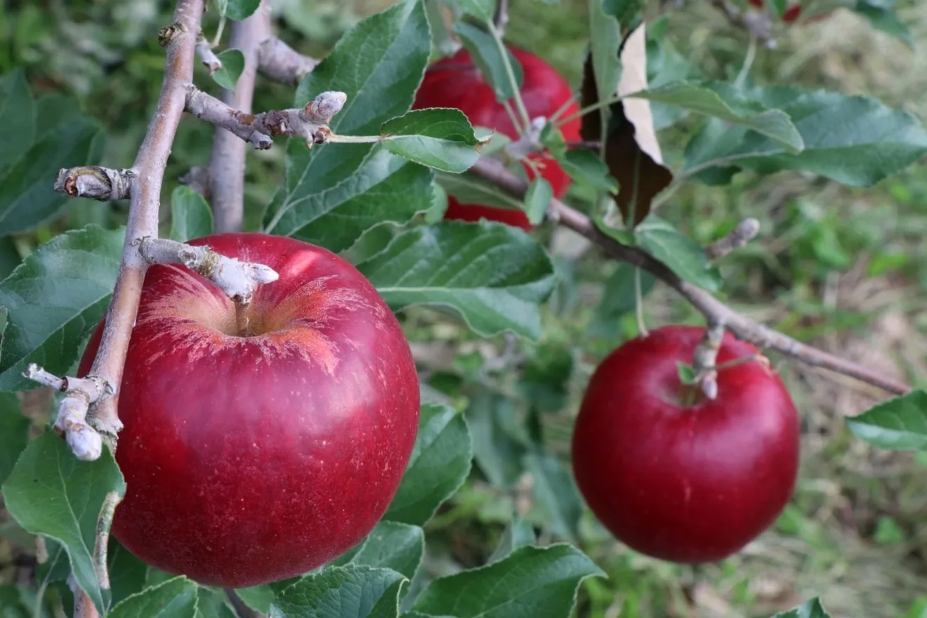 紅玉 家庭用 わけあり 約4.5kg