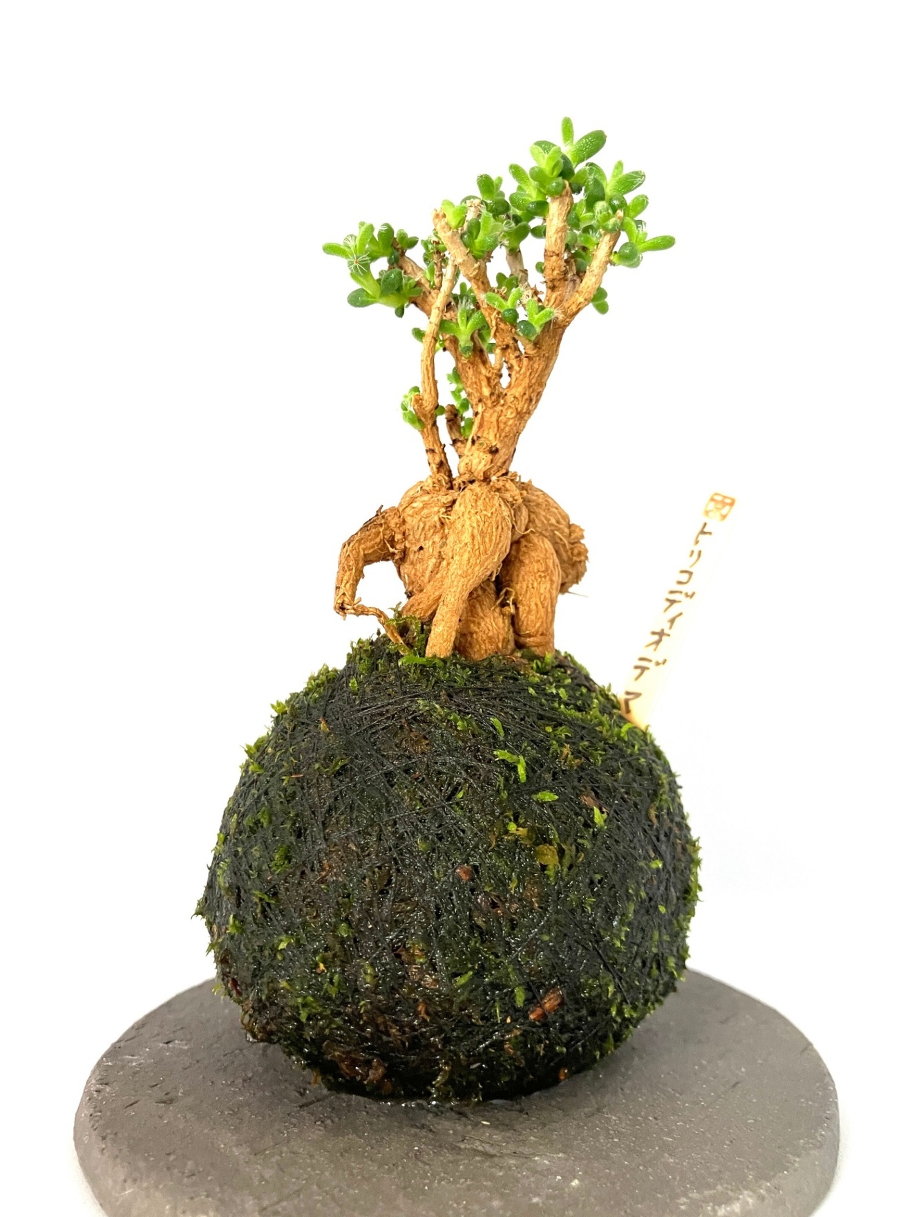 【希少塊根】トリコディアデマ苔玉｜小型コーデックス｜和モダン卓上盆栽