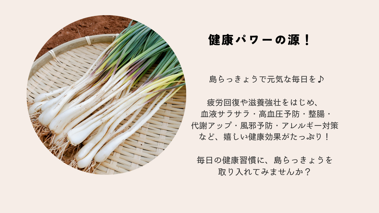 沖縄・久米島産 島らっきょう【1kg】