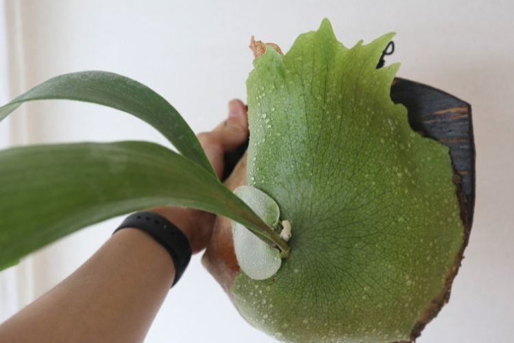 【壁にかけれる植物！】ビカクシダ ビフルカツム 板付け