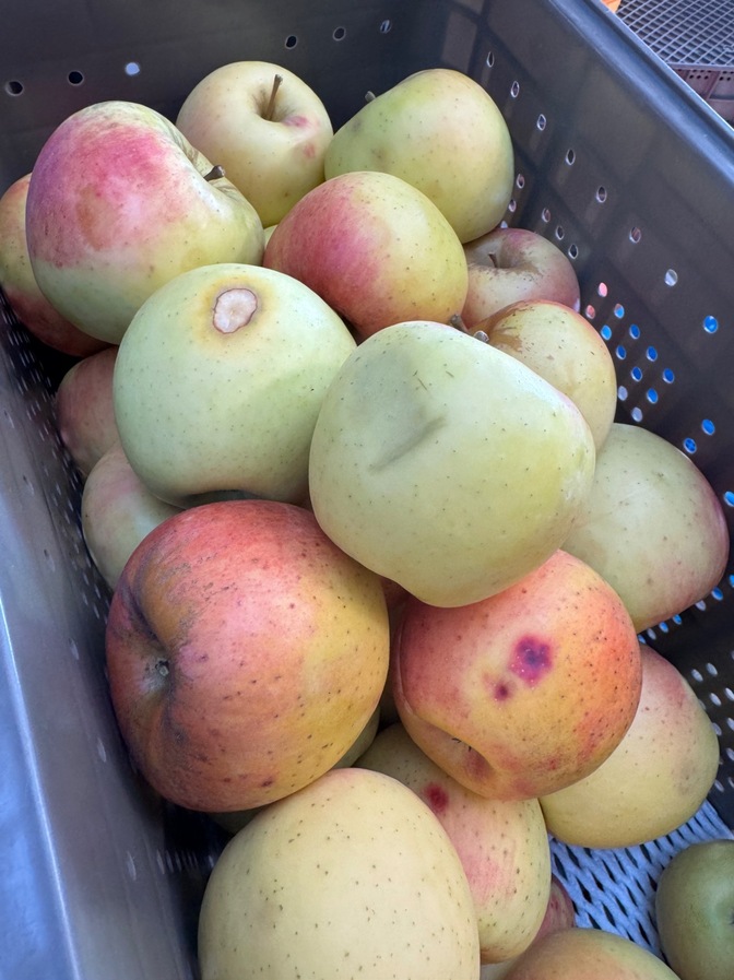 ぐんま名月 キズ 約6kgバラ詰め