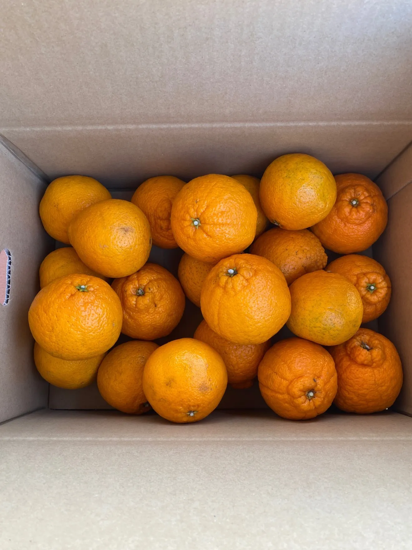 【御自宅用】不知火 4.5kg　 中玉　福岡県産 