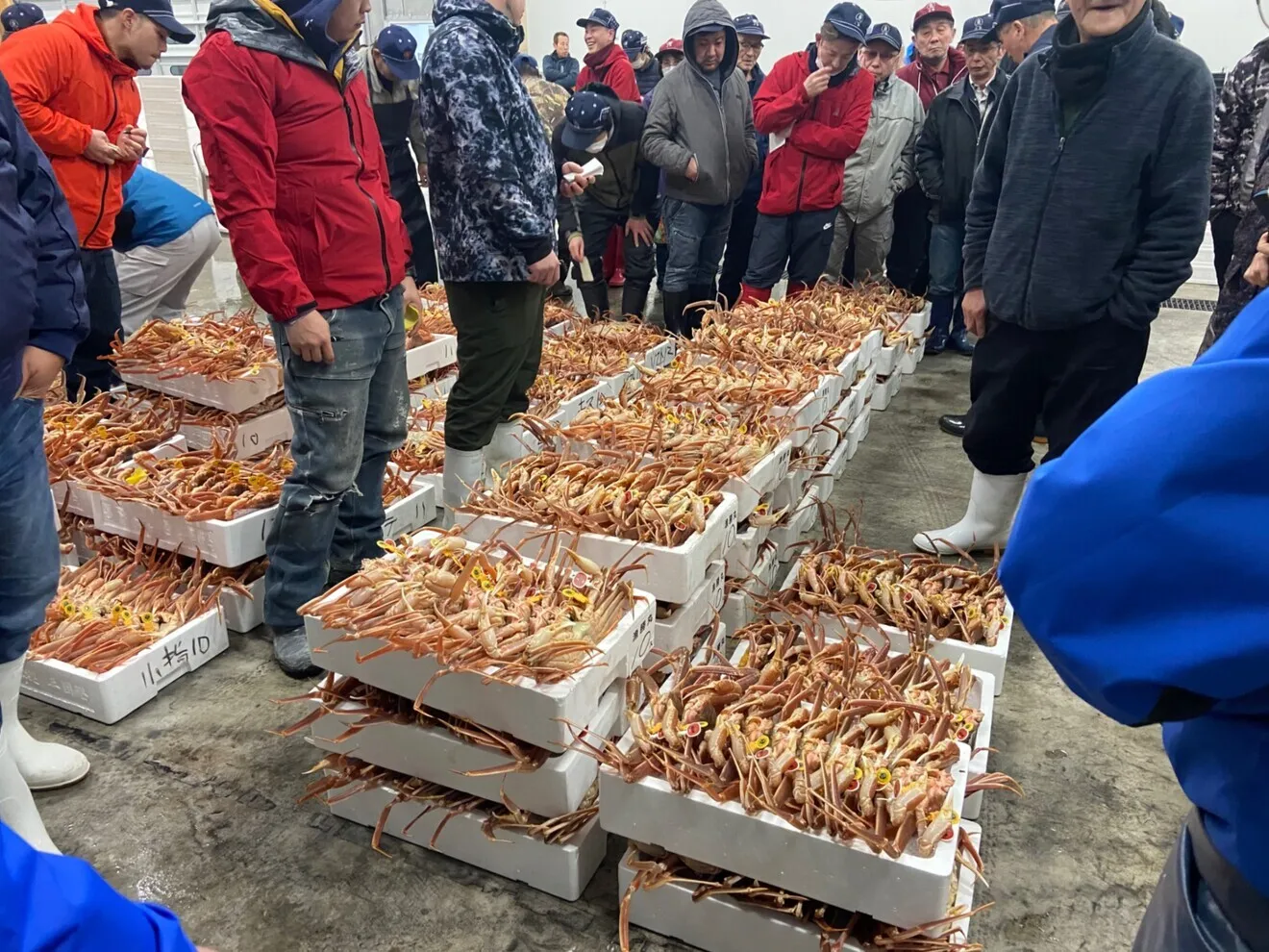ファーマーズ有難うセール最高級越前蟹（塩茹で）
６００〜７００g❎２杯（一本足折れ)2人前