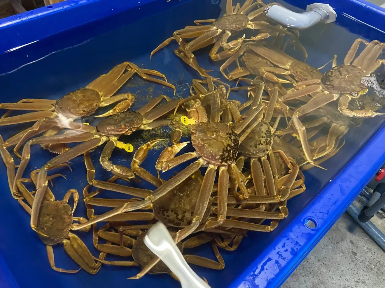 ファーマーズ有難うセール最高級越前蟹（塩茹で）
６００〜７００g❎２杯（一本足折れ)2人前