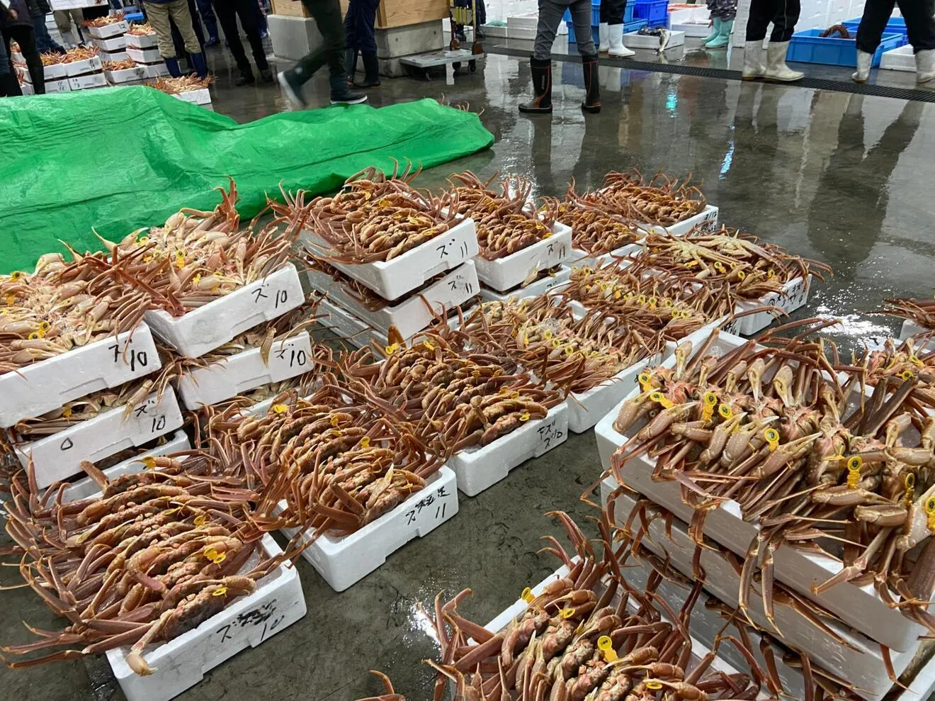 ファーマーズ有難うセール最高級越前蟹（塩茹で）
６００〜７００g❎２杯（一本足折れ)2人前