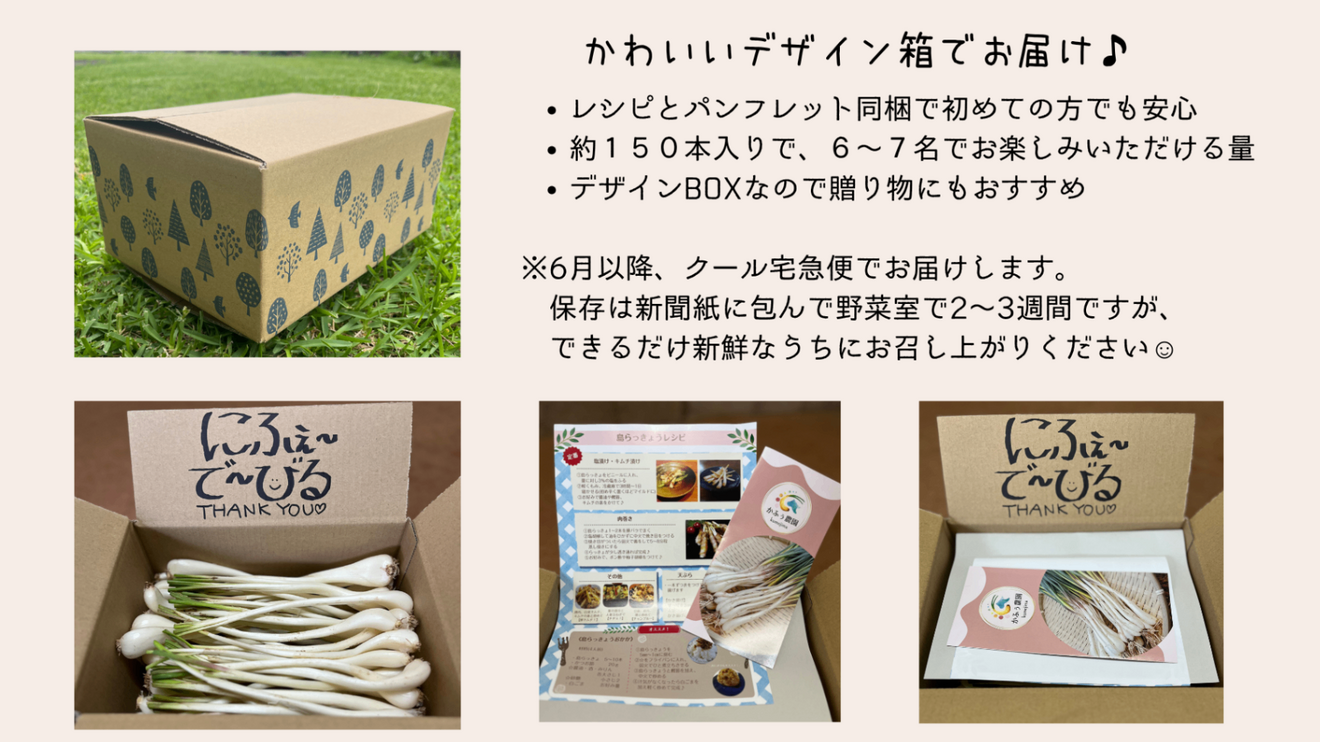 沖縄・久米島産　島らっきょう【1,5kg】