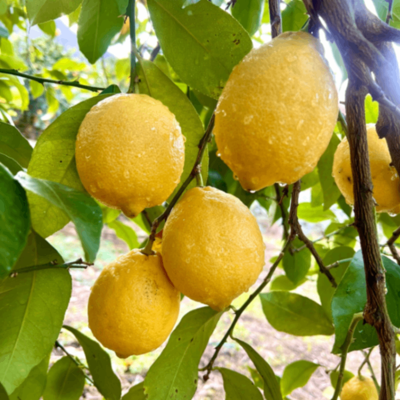 瀬戸内海の島育ち！レモン　5キロ