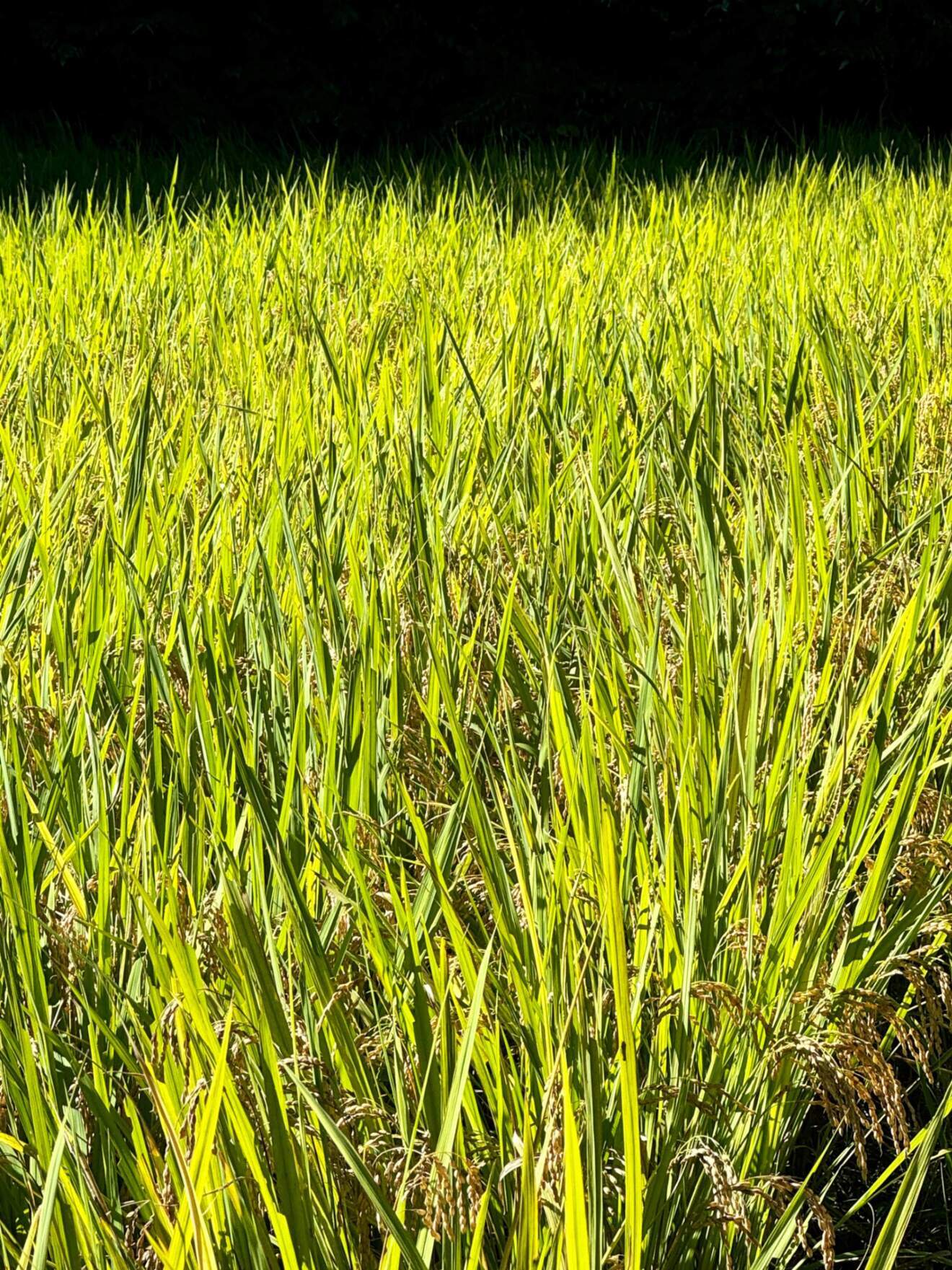 福島県産　新米　天のつぶ　５kg×２袋