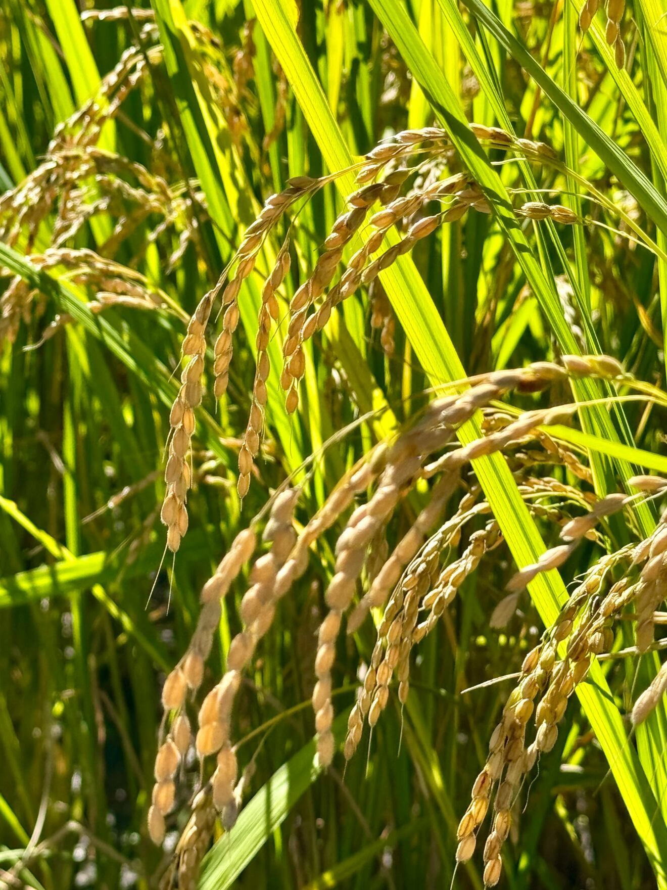 福島県産　新米　こしひかり5kg×1袋　天のつぶ5kg×1袋　米味比べ