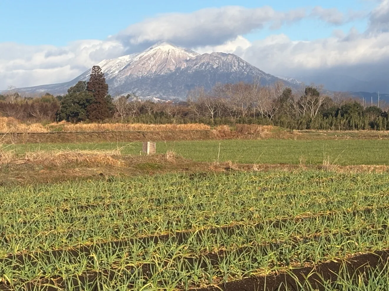 農薬不使用にんにく(宮崎産)
にんにくうまうま3セット！

