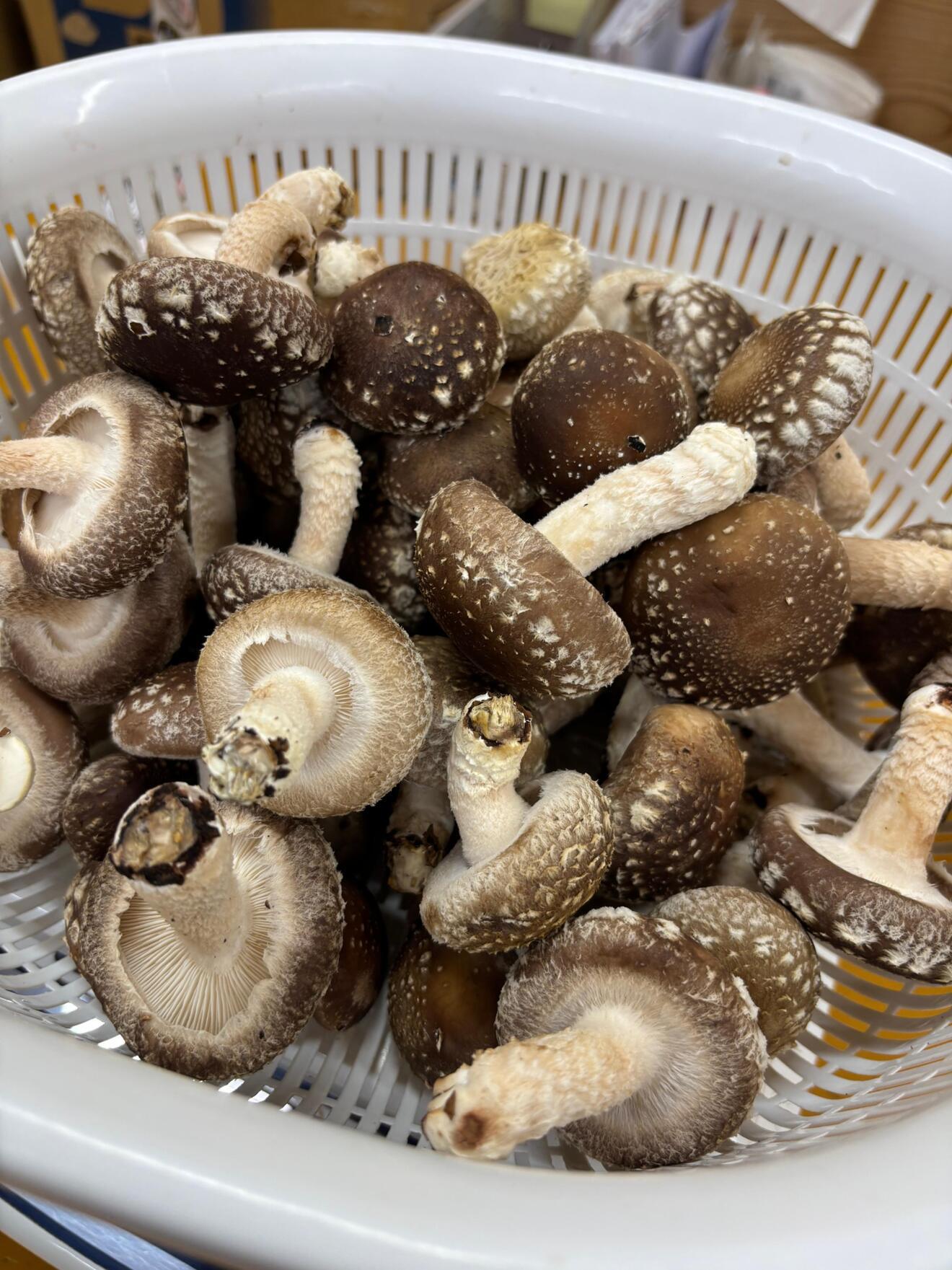 農家が直送🍄‍🟫小さな椎茸