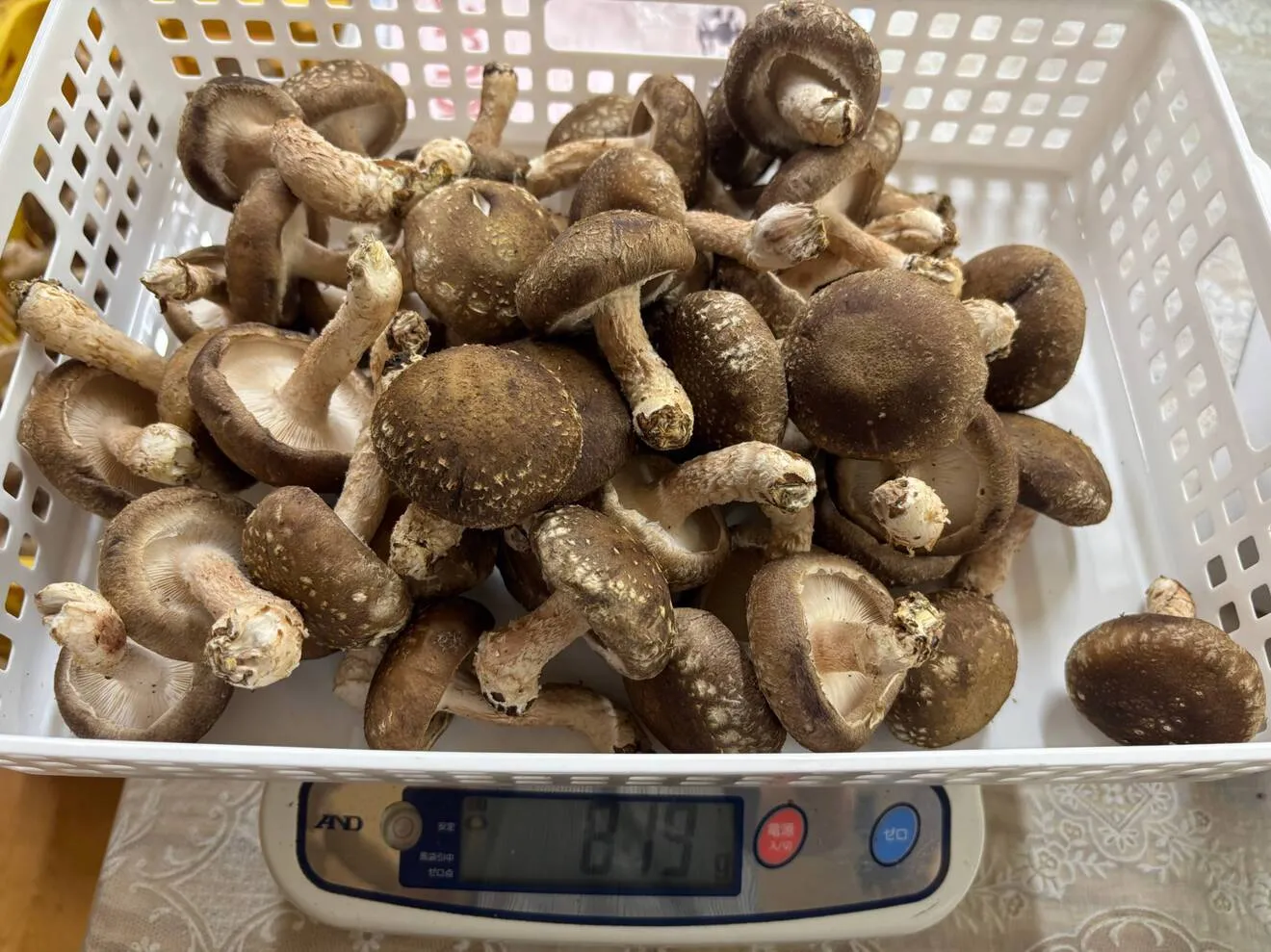 我が家の常備椎茸🍄‍🟫冷蔵庫にはいつもの頼れる君🍄‍🟫