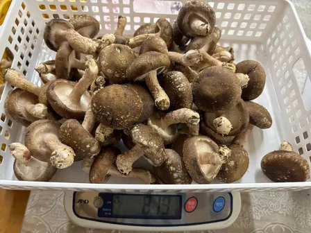 我が家の常備椎茸🍄‍🟫冷蔵庫にはいつもの頼れる君🍄‍🟫