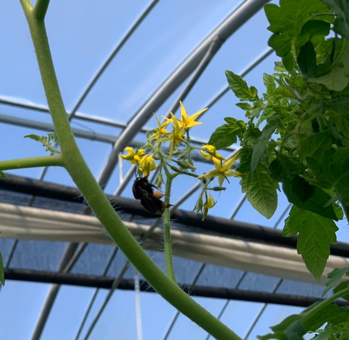 宮崎県産ひなたミニトマト　アイコ800g