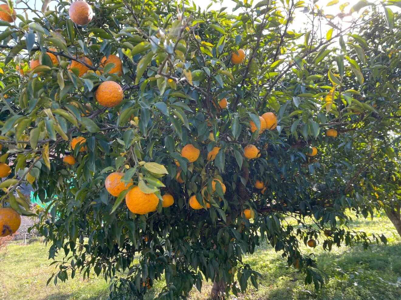 兵庫県産 無農薬 ゆず2kg【訳あり・お買得！】