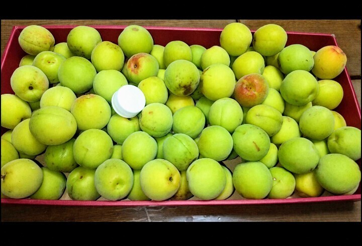 南高梅　2.5kg 
農薬や化学肥料は1度も使用していません。
