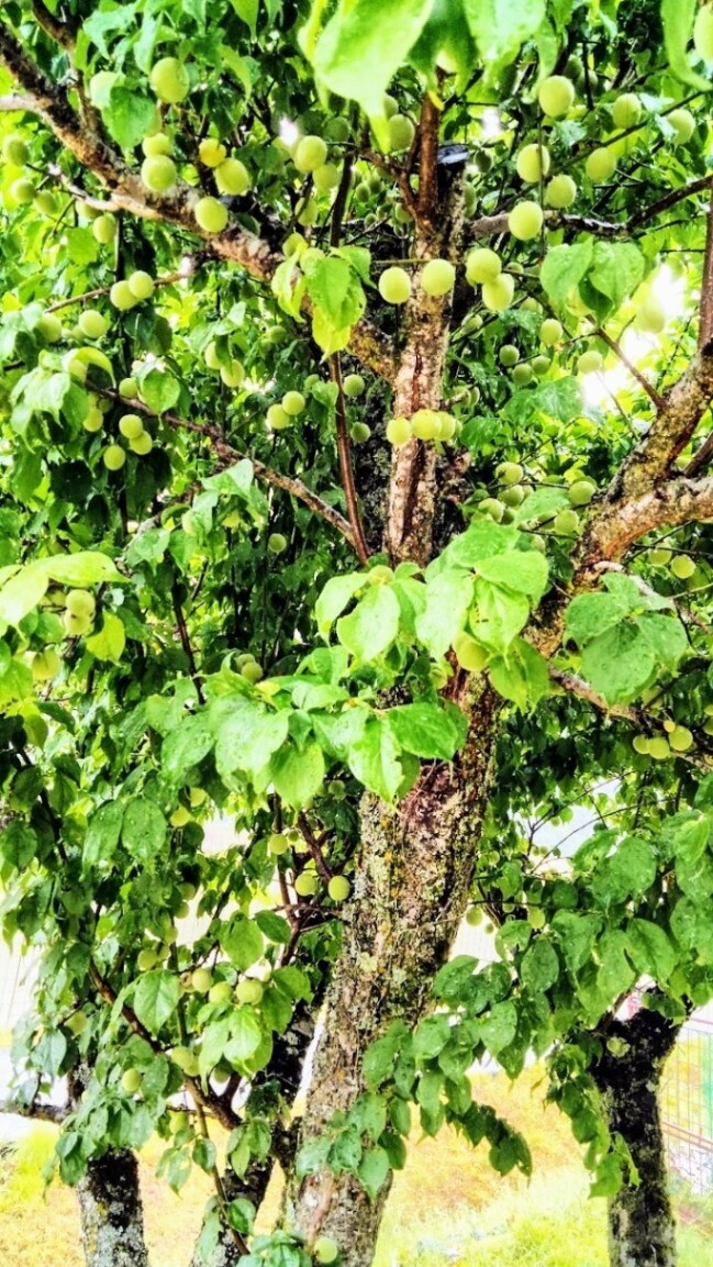 南高梅　2.5kg 
農薬や化学肥料は1度も使用していません。
