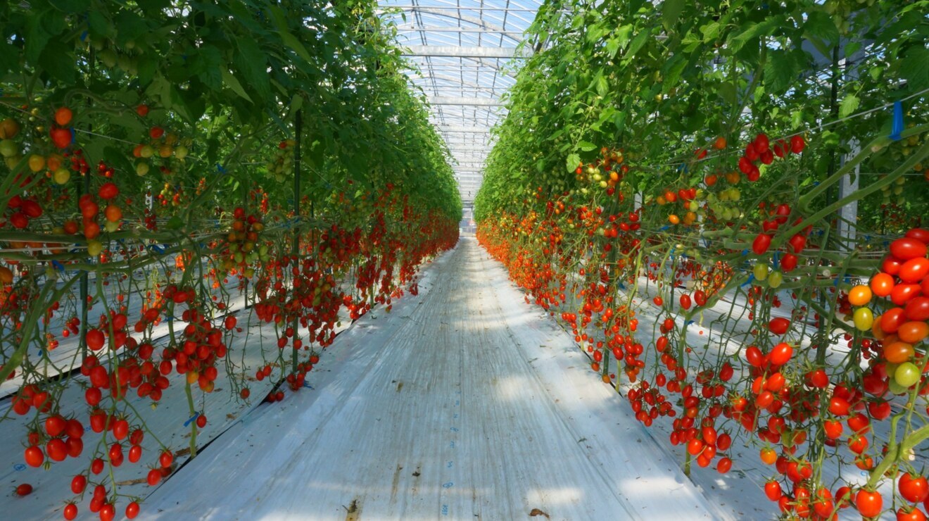 無添加100%アイコトマトジュース「果純-Kasumi-」