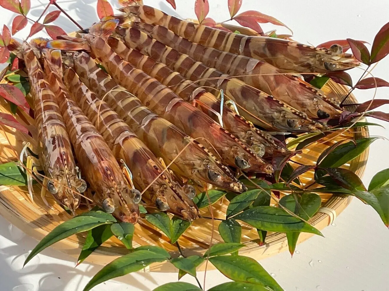 【サイズ大きめ・活き〆を急速冷凍 12〜15尾（400g）】刺身OK