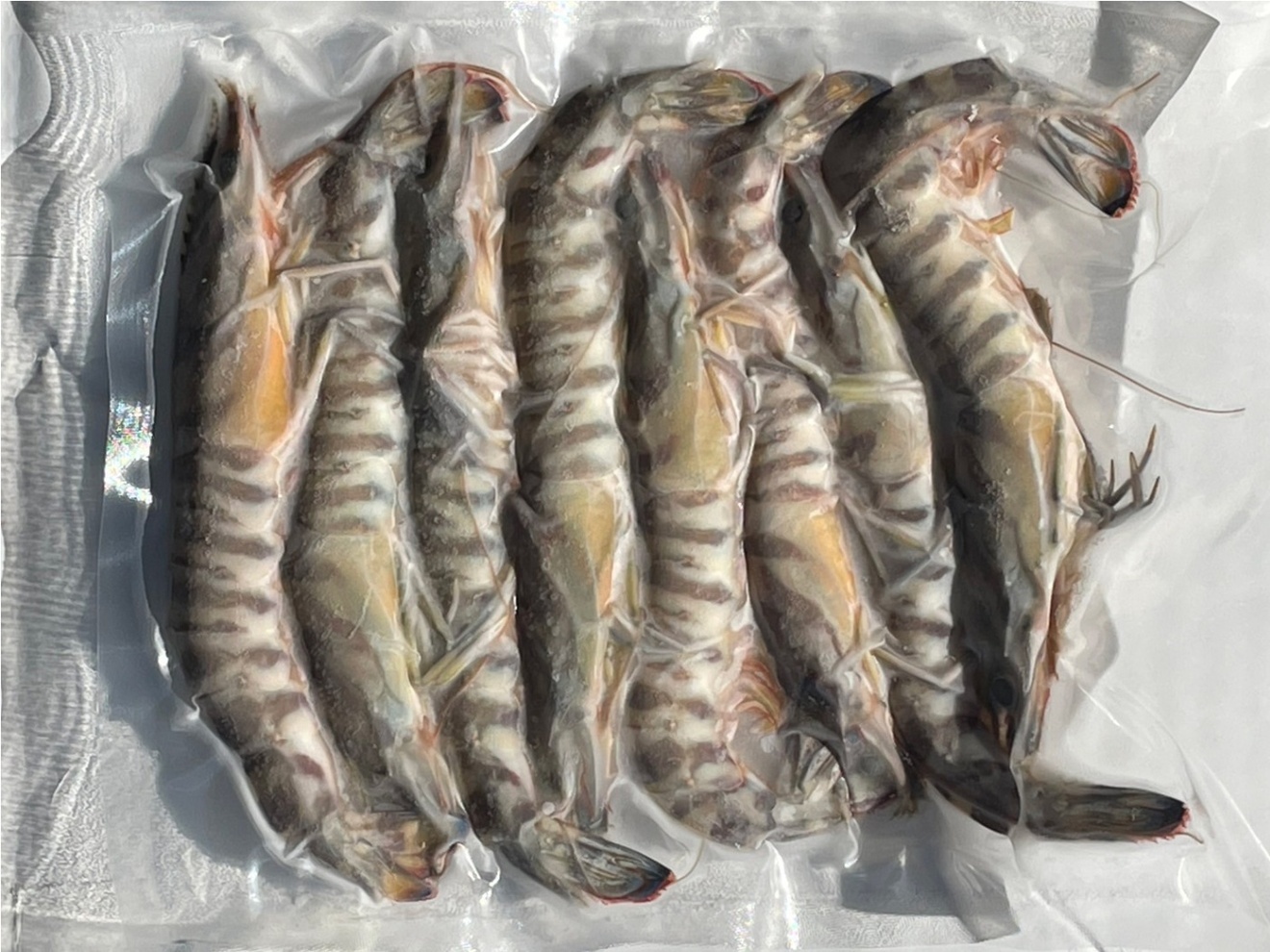 【サイズ大きめ・活き〆を急速冷凍 12〜15尾（400g）】刺身OK