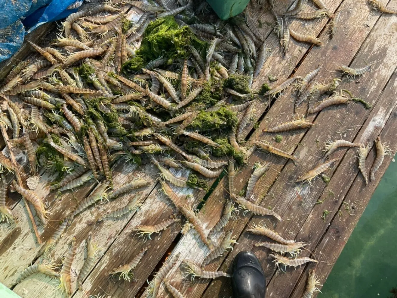 【サイズ大きめ・活き〆を急速冷凍 12〜15尾（400g）】刺身OK