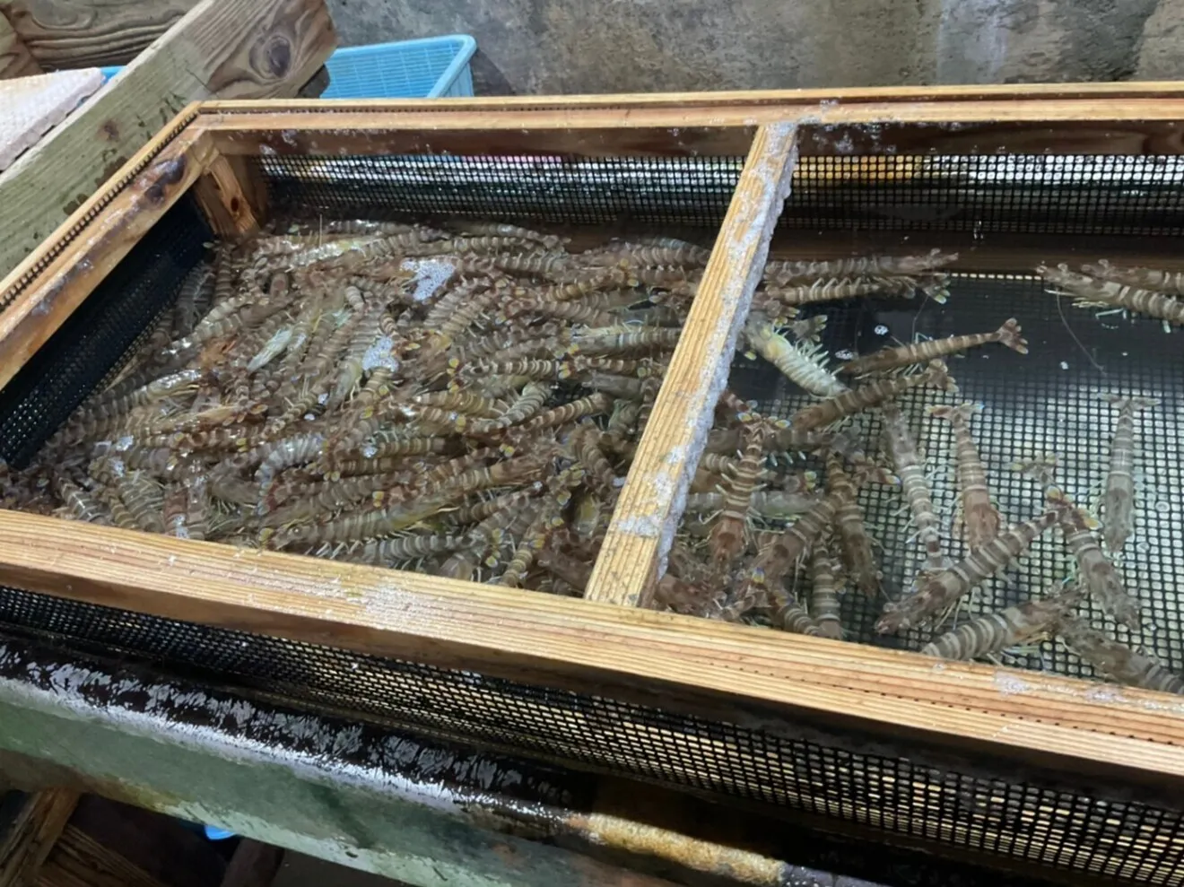 【サイズ大きめ・活き〆を急速冷凍 12〜15尾（400g）】刺身OK