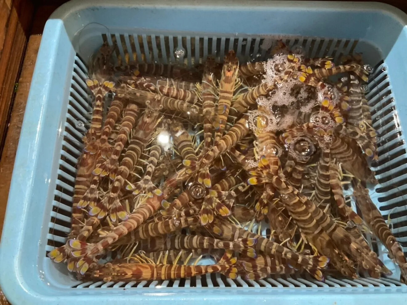 【サイズ大きめ・活き〆を急速冷凍 12〜15尾（400g）】刺身OK