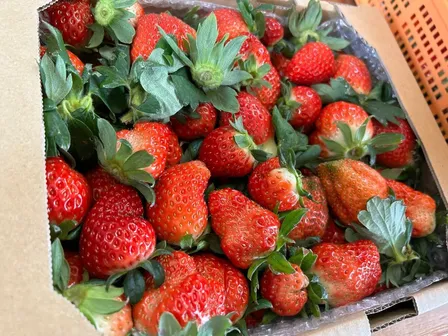 【ワケあり】ジャム用いちご約１kg