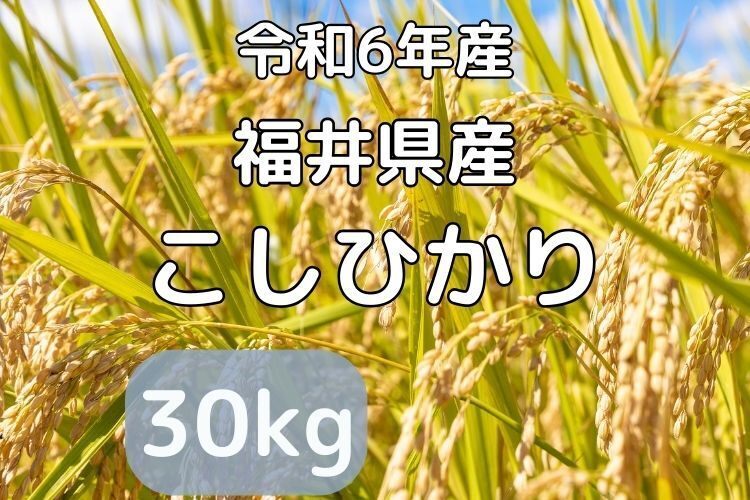 令和6年産 新米コシヒカリ 30kg 福井県産　