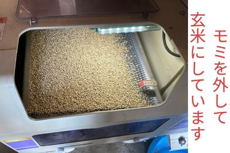 令和6年産 新米コシヒカリ 30kg 福井県産　