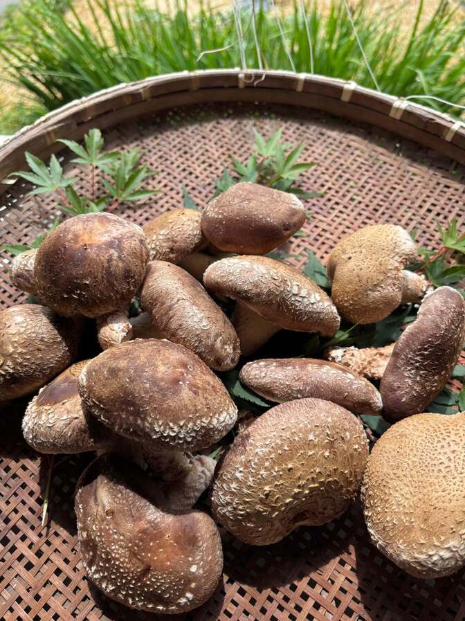 【1番人気☝️】形いろいろ🎵訳ありしいたけ🍄‍🟫