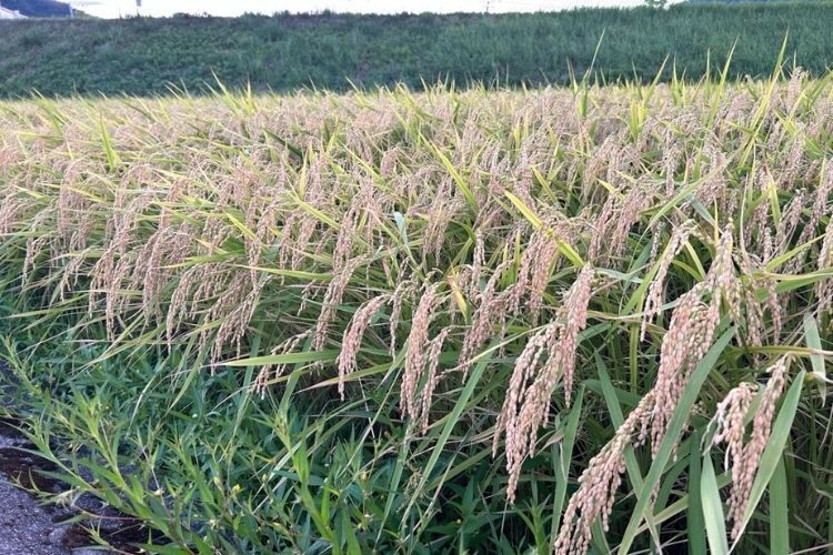 令和6年産 新米コシヒカリ 30kg 福井県産　