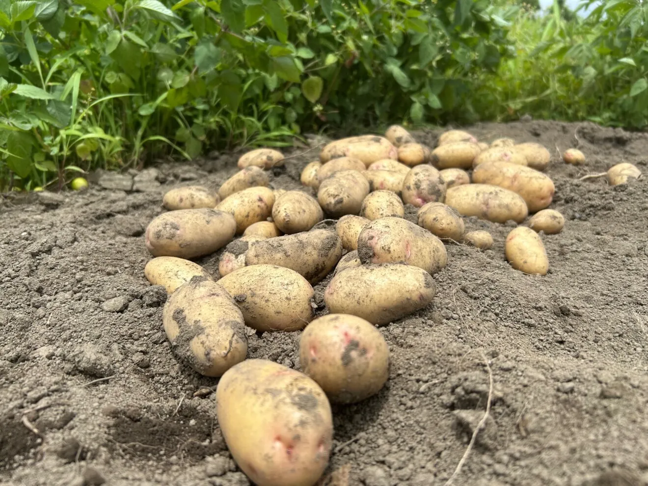 ねっとり系オールラウンダー【はるか】4.5kg