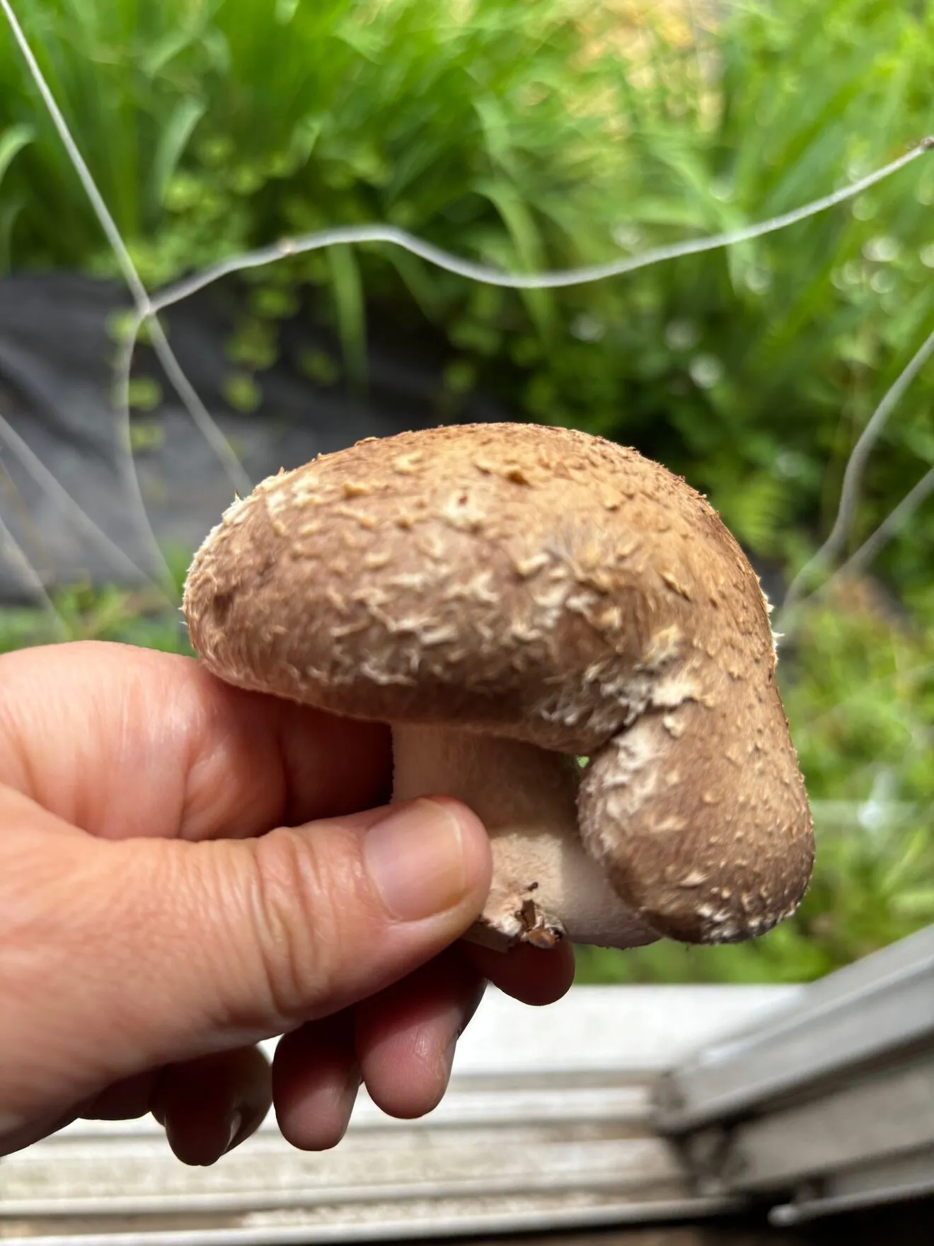 【秋の味覚】☝️一番人気⭐︎形いろいろ🎵訳ありしいたけ🍄‍🟫