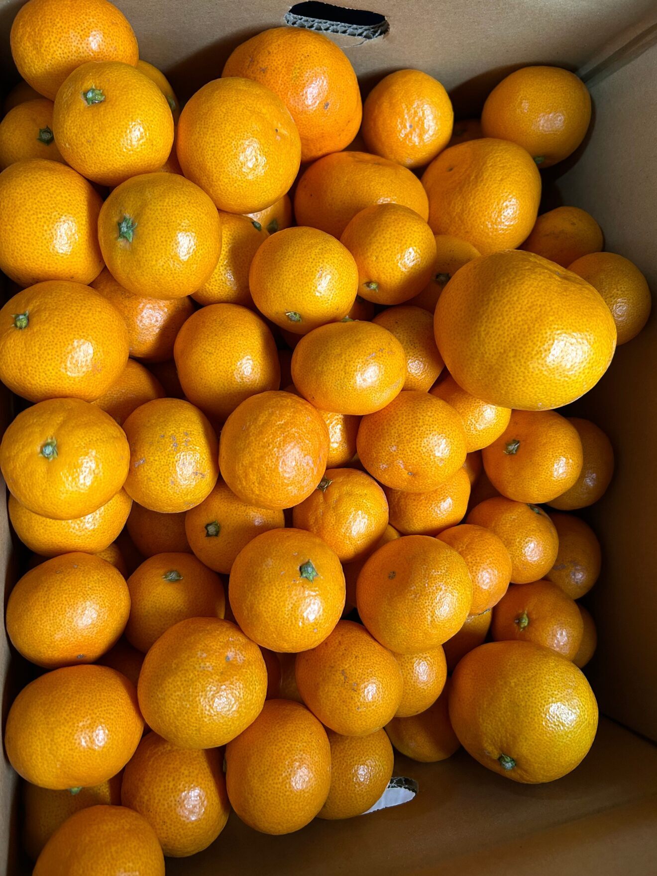 早生みかん　　家庭用10kg