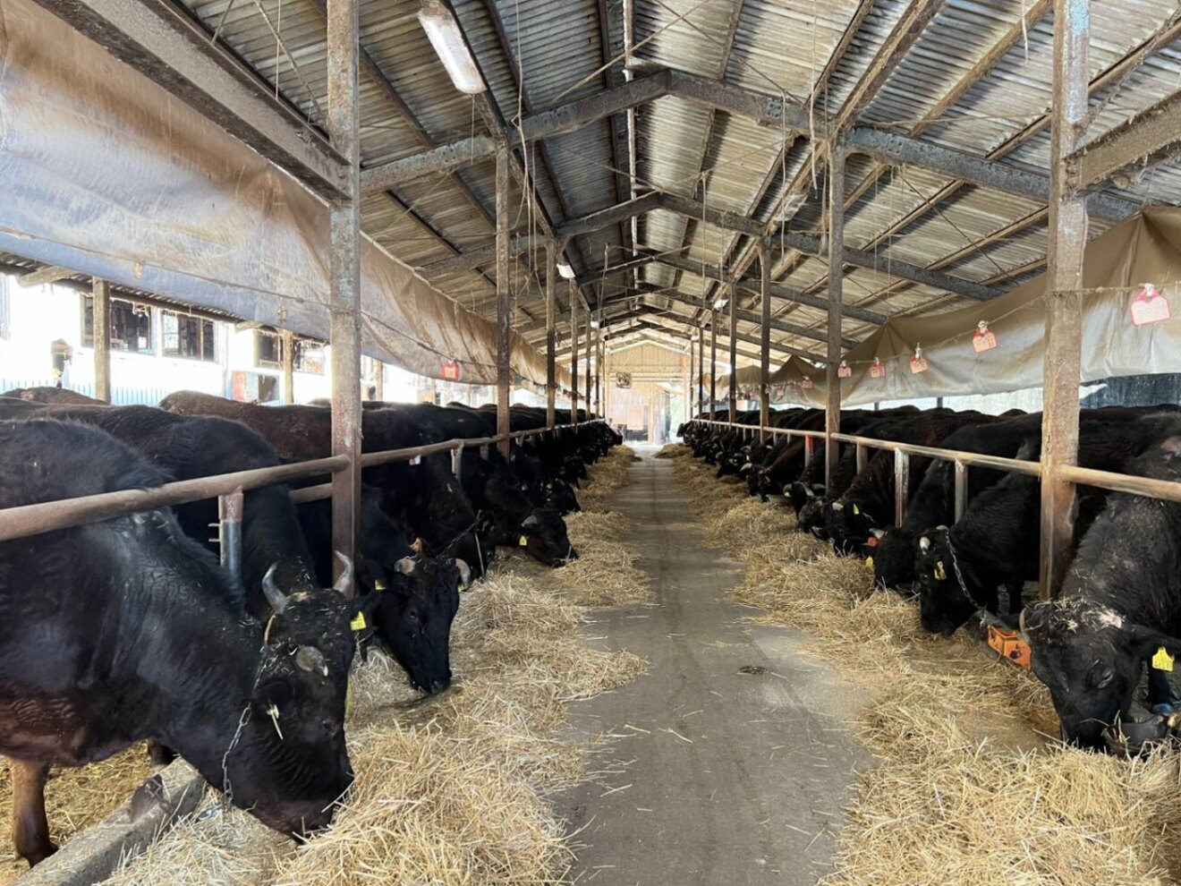 大人気！【神戸髙見牛】ホルモンミックス500ｇ入✖️２（冷凍便）セット