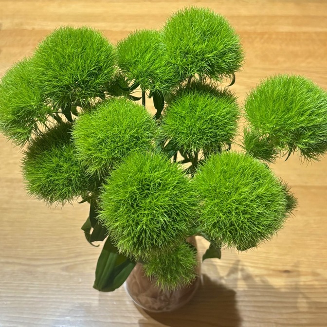 てまり草（まるくてかわいい不思議な植物）【自宅・プレゼント用】