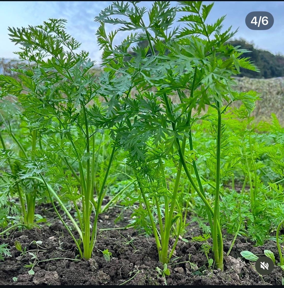 一本一本手掘り｜高野山麓の甘い金時にんじん🥕（採れたて直送）