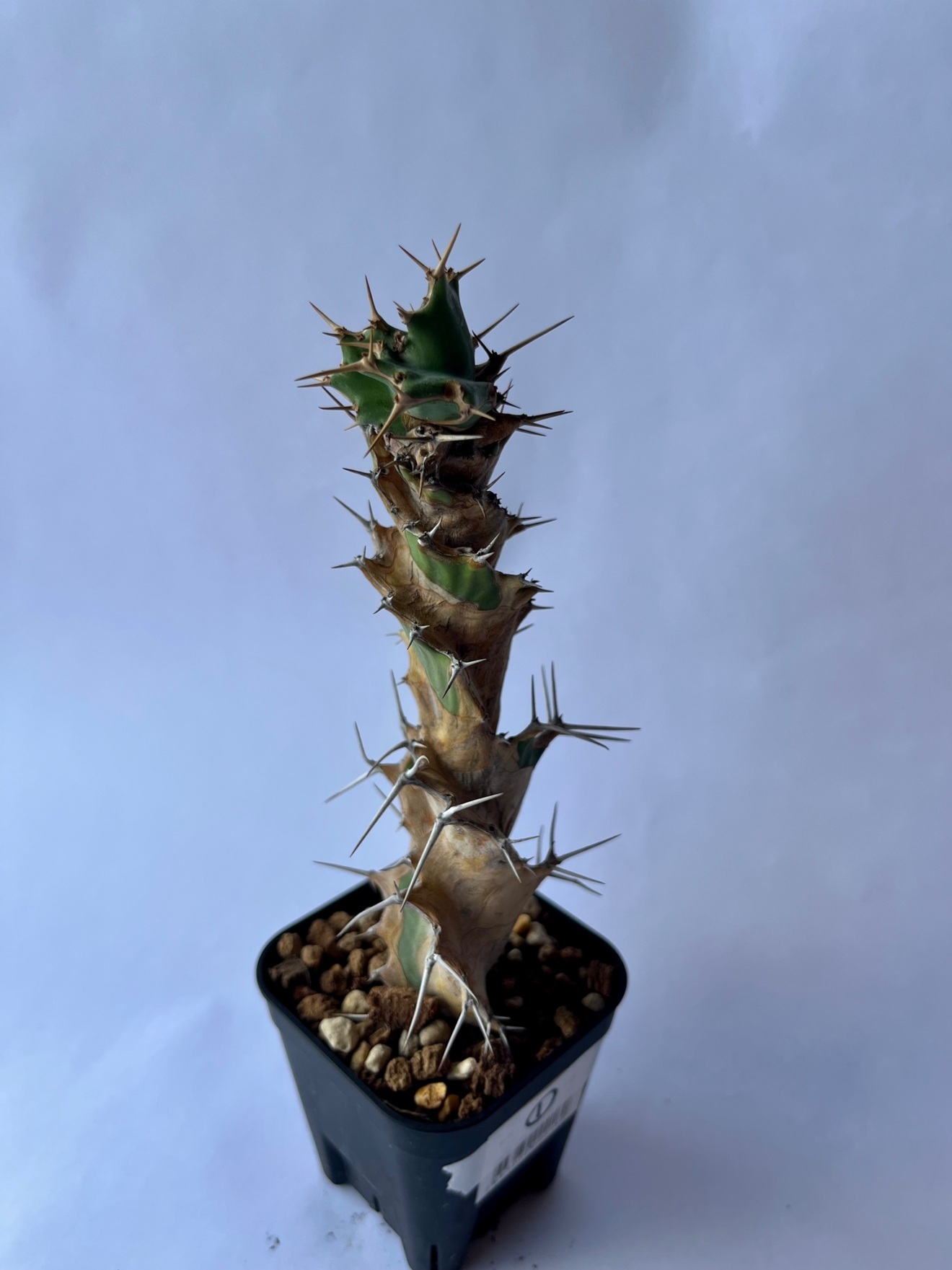 初心者でも安心 ユーフォルビア・トルチラマ 挿し木苗発根済み 塊根植物