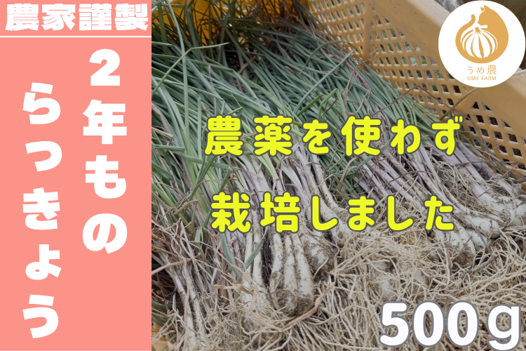 【安全・新鮮！！】熊本県産 希少 2年ものらっきょう 500g 栽培期間中農薬不使用